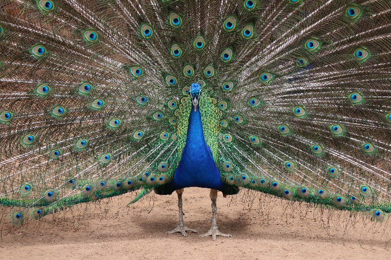 Indian Blue Peacock displaying