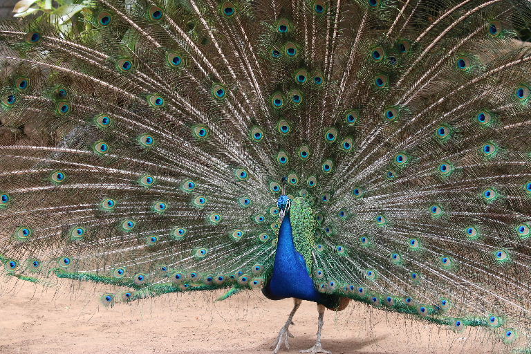 Peacock display