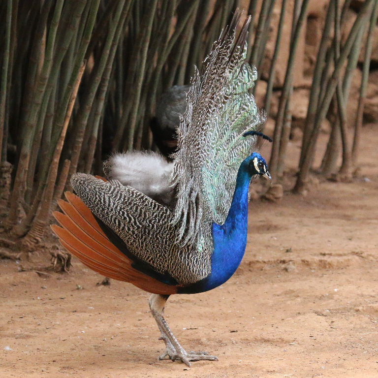 Indian Blue Peacock display