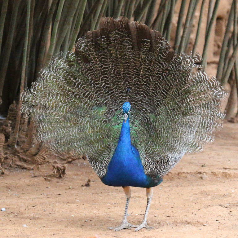 Peacock tail