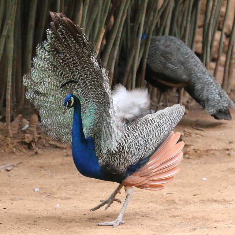 Peacock