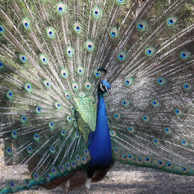 Indian Blue Peacock displaying