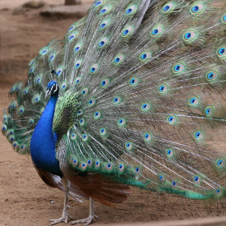 Peacock tail
