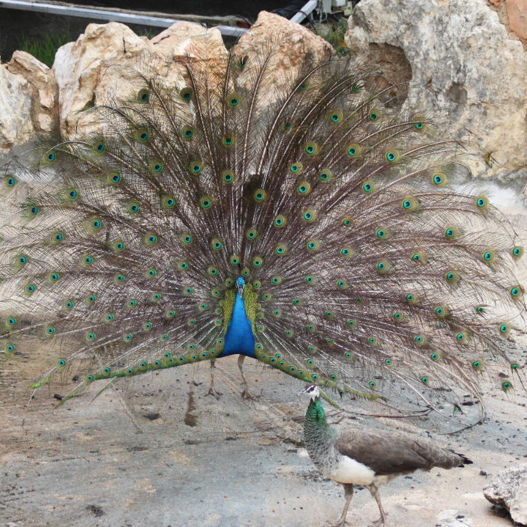 Blue Peacock tail display