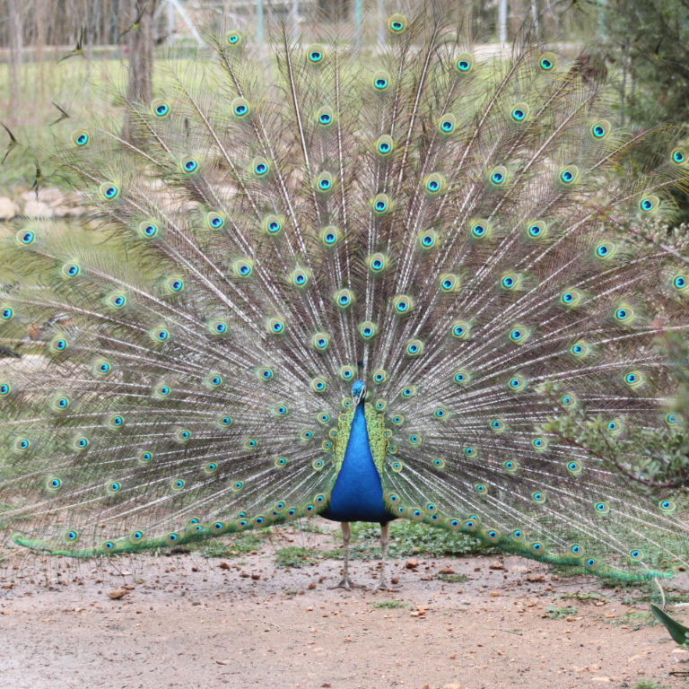 Peacock display