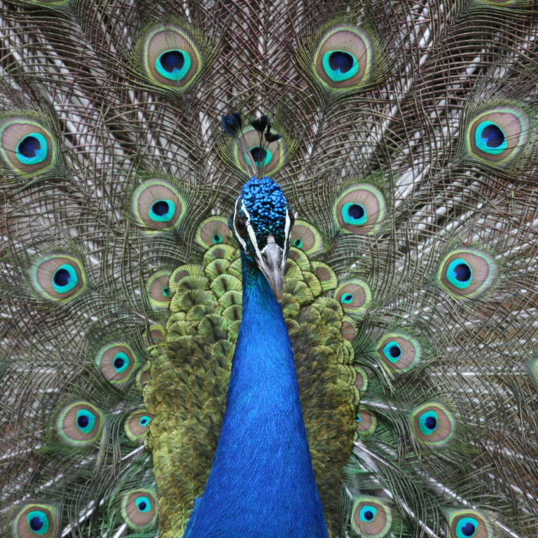 Indian Blue Peacock
