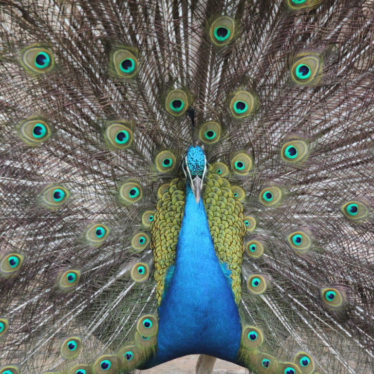 Peacock