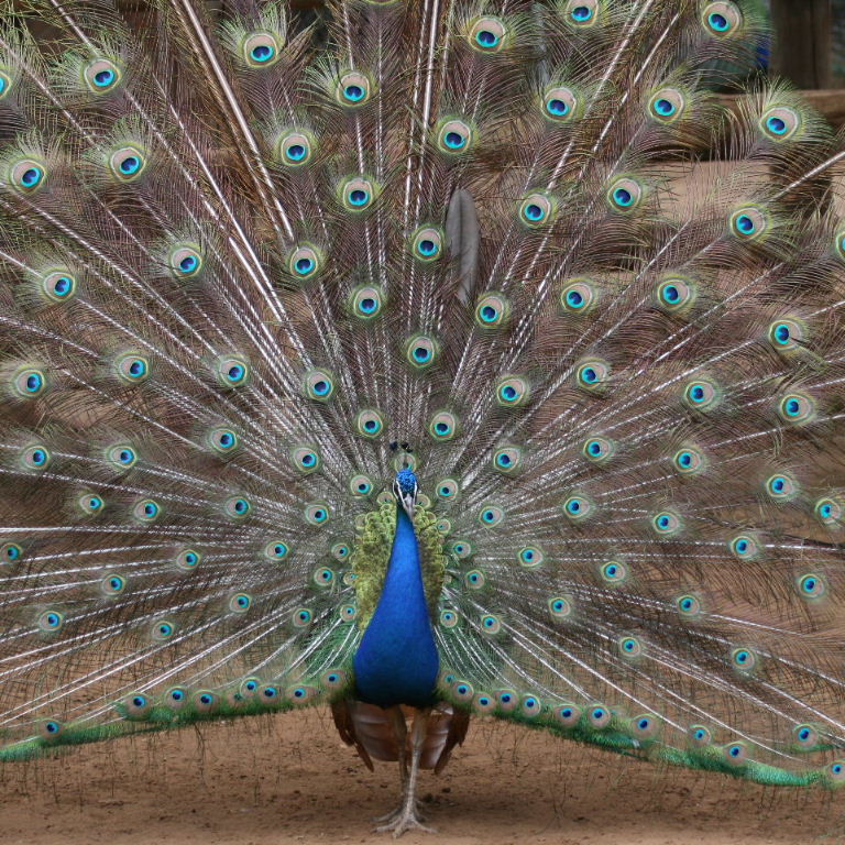 Indian Blue Peacock