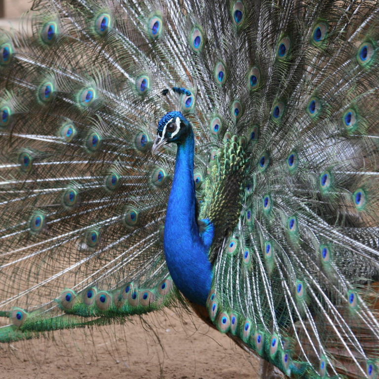 Peacock