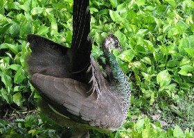 Peahen displaying tail