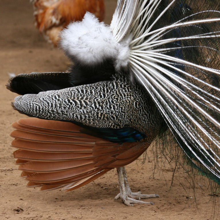 Peacock tail from the side