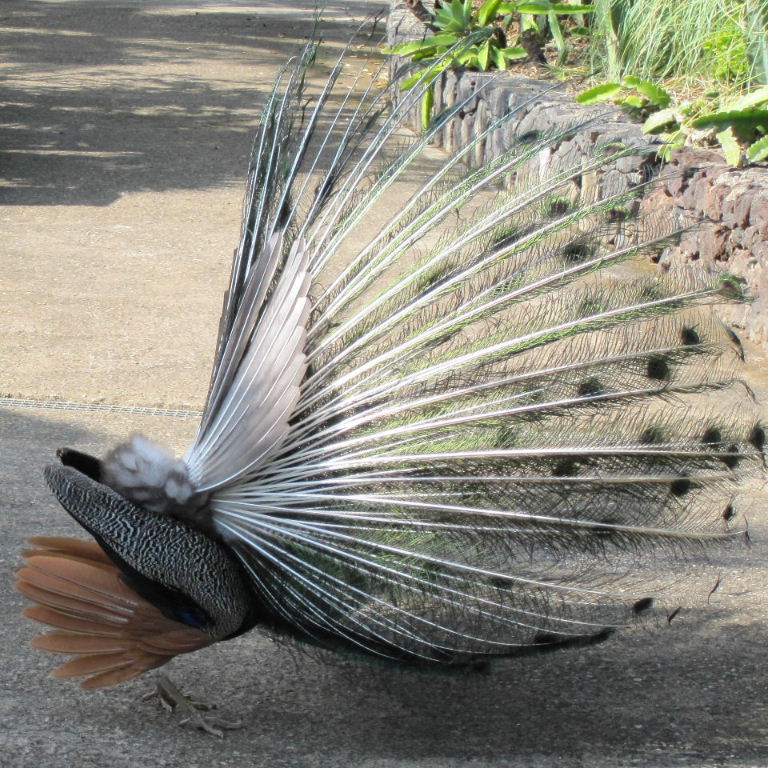 Peacock tail from side
