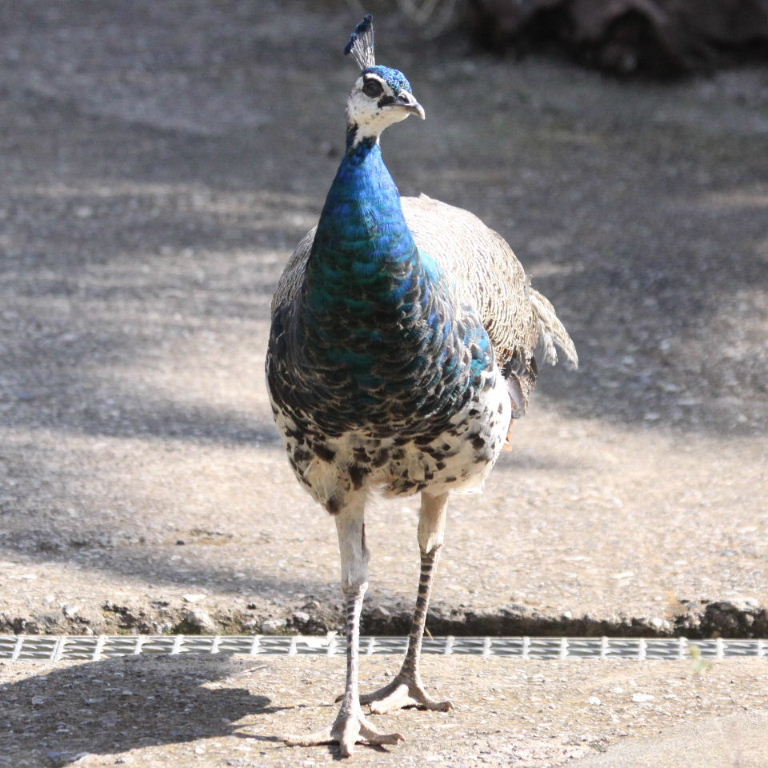 Juvenile male peacock