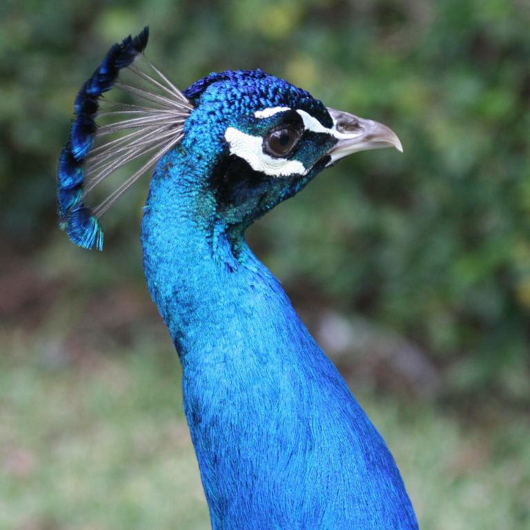 Indian Blue Peacock