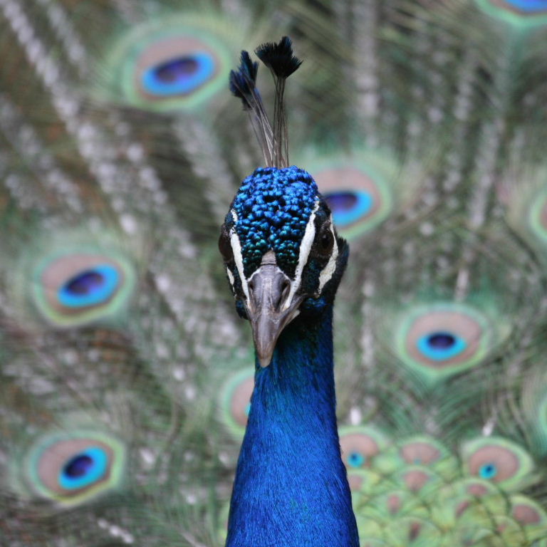 Peacock