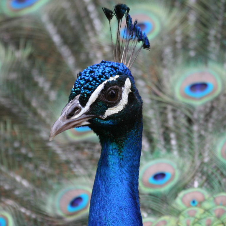 Peacock