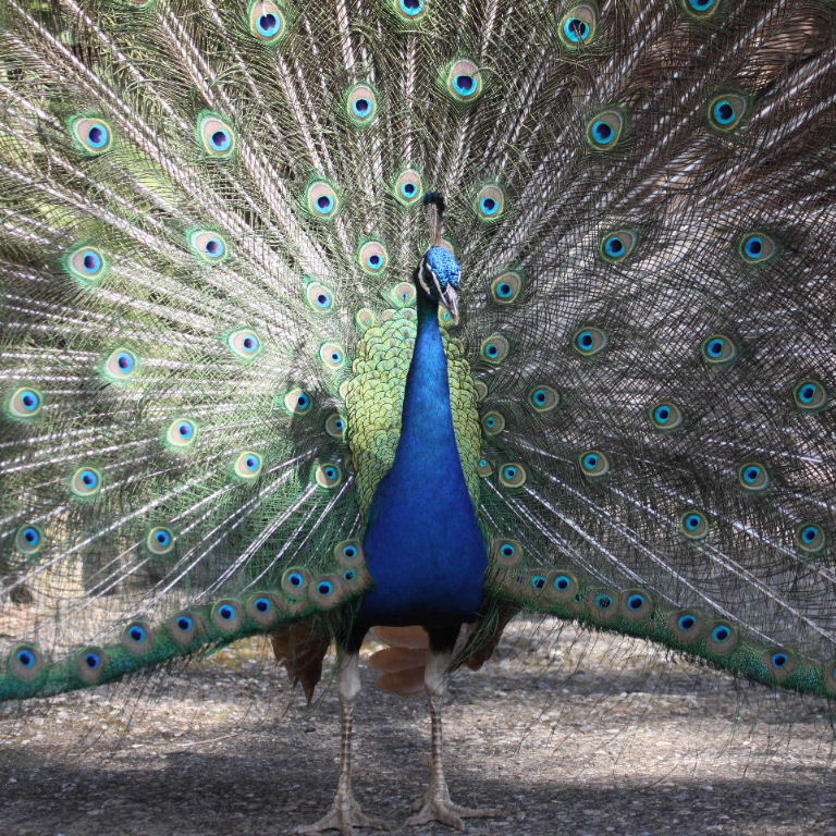 Indian Blue Peacock