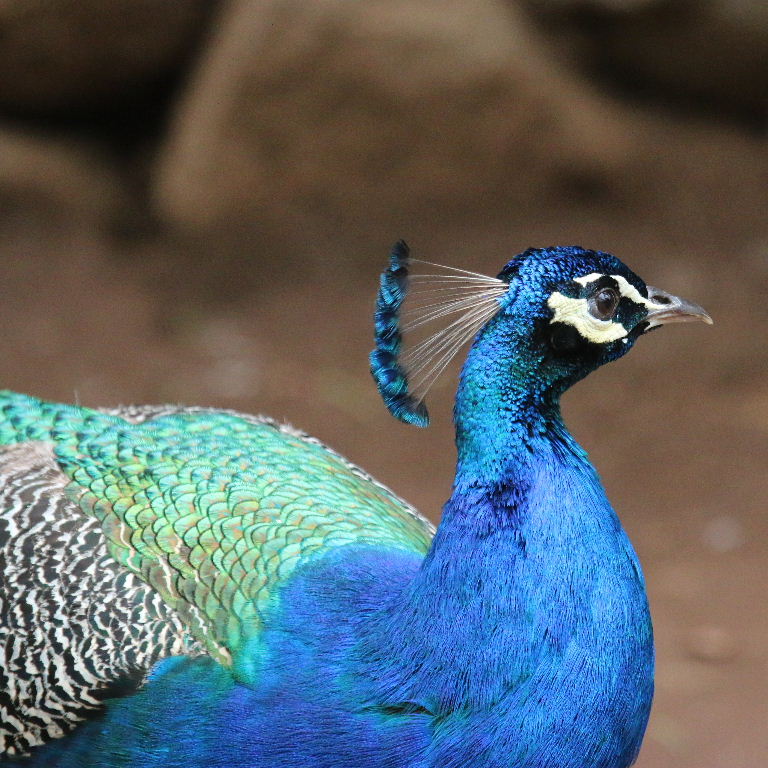 Blue Peacock