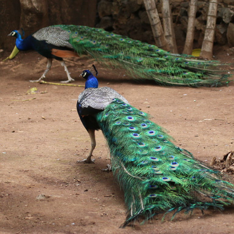 Peacock tails