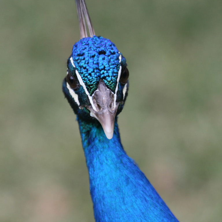 Peacock