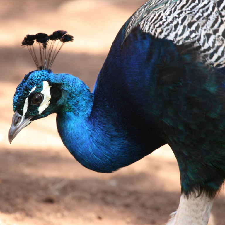Peacock