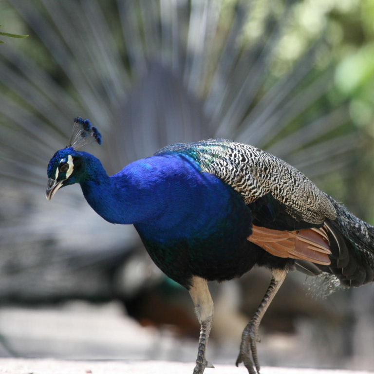 Peacock
