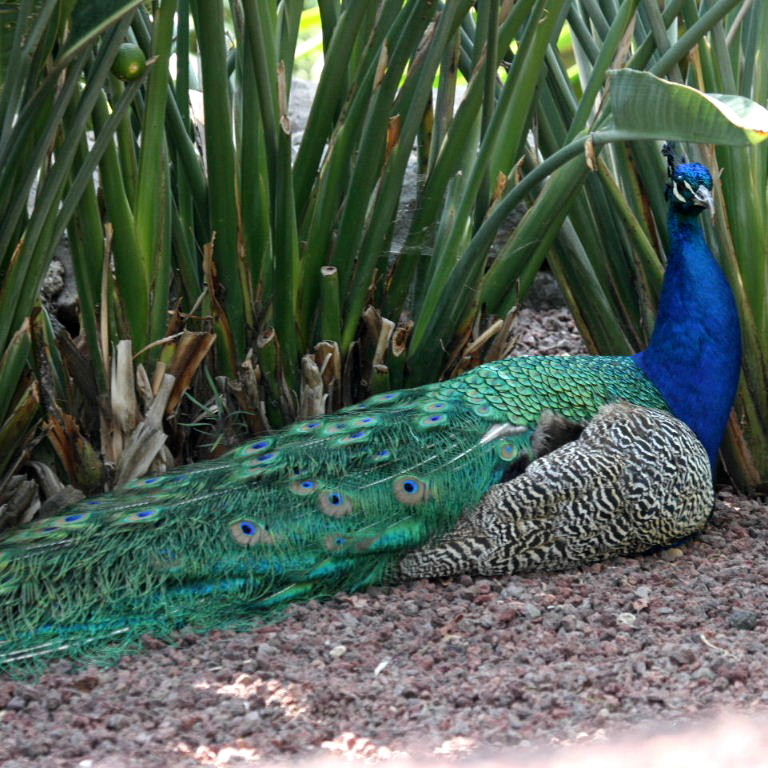 Blue Peacock tail