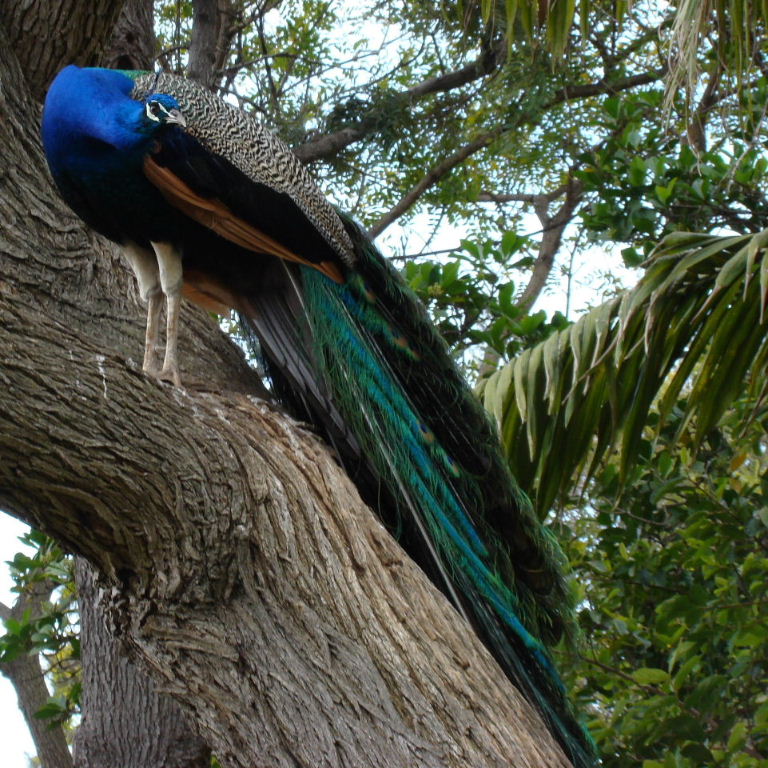 Peacock in tree