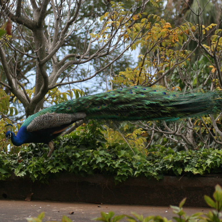 Peacock tail