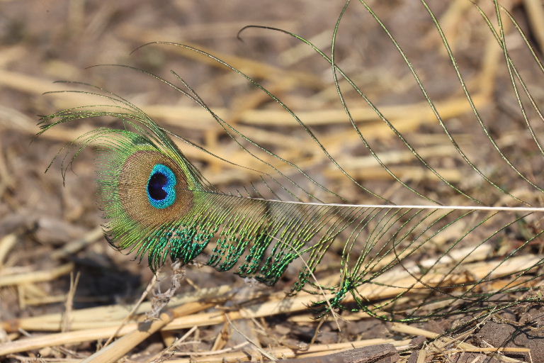 Indian Blue Peacock feather