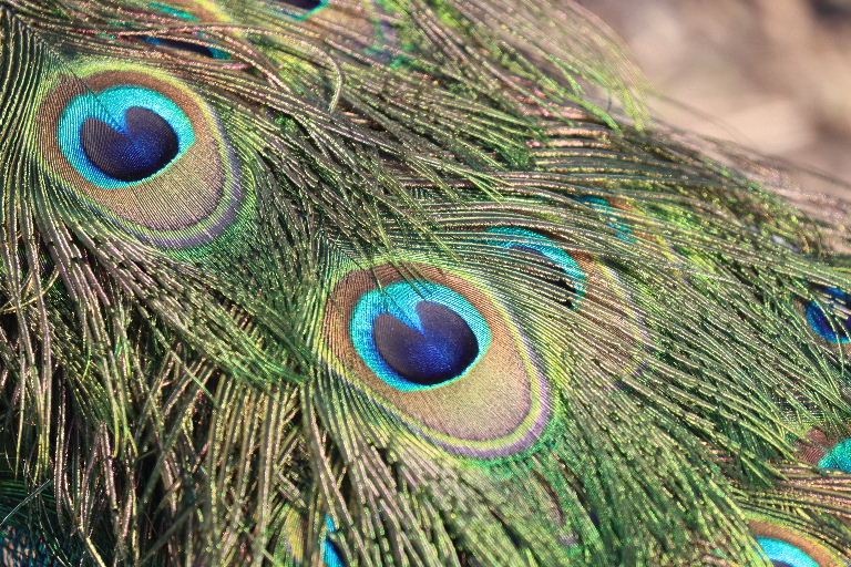 Indian Blue Peacock feathers