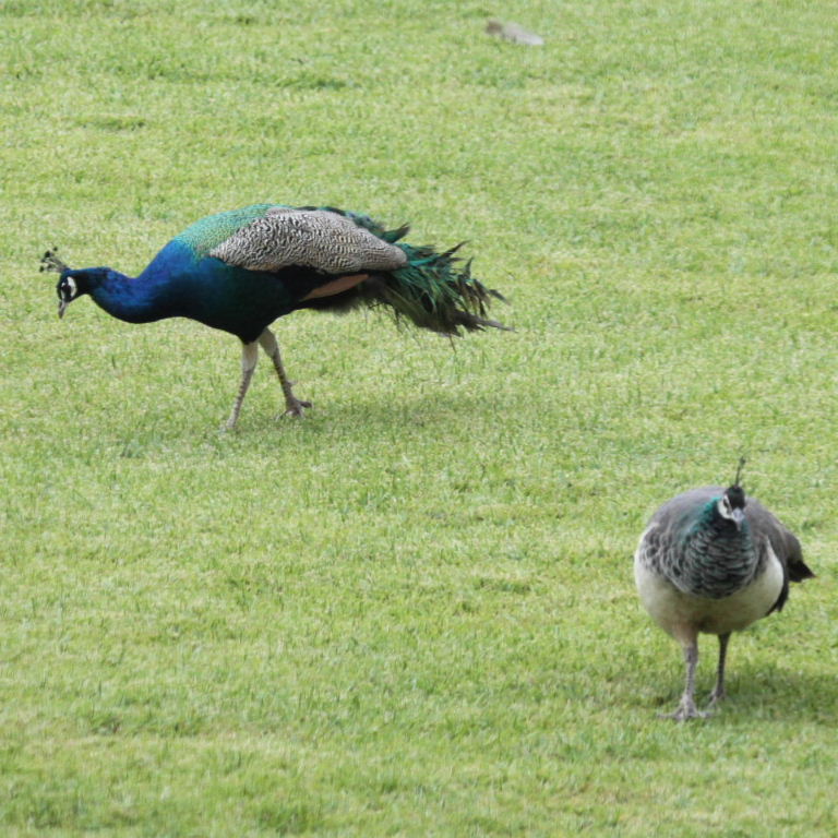 Peafowl