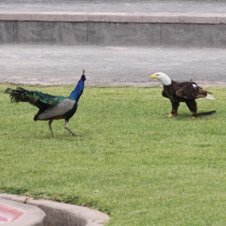 Peacock and Bald Eagle