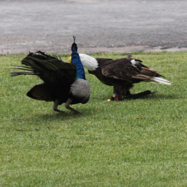 Peacock argument with Bald Eagle