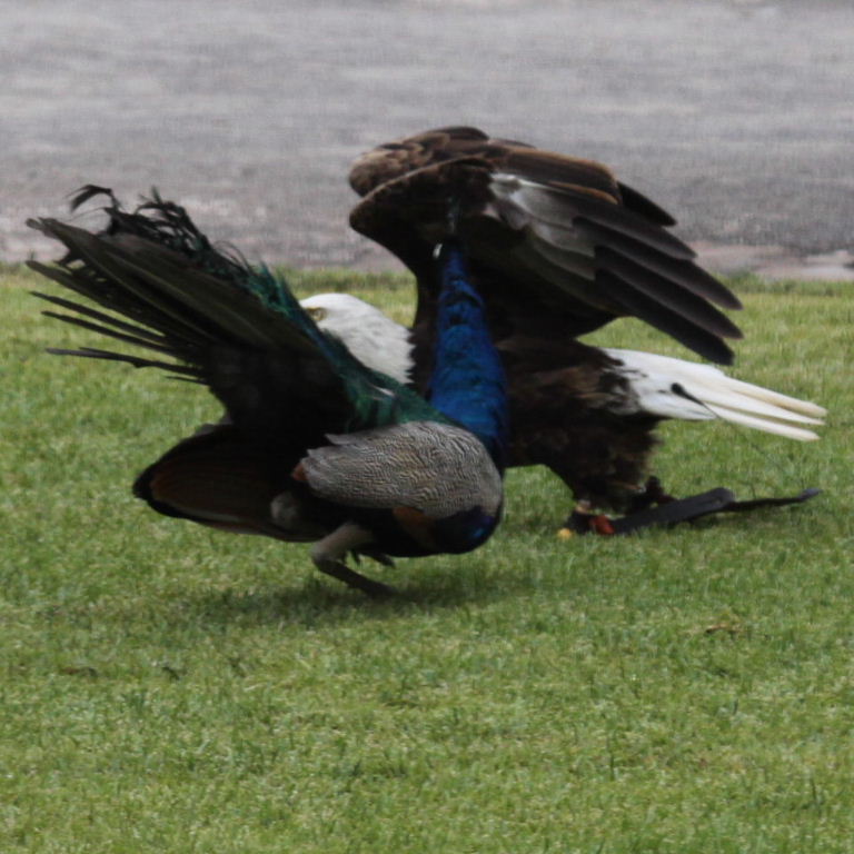 Peacock and Eagle