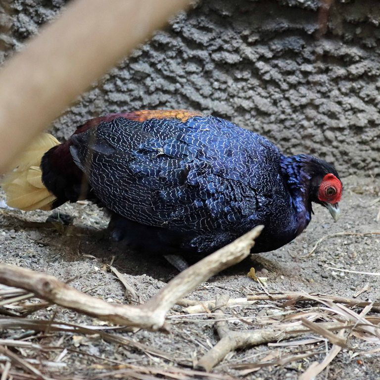 Malayan Crestless Fireback