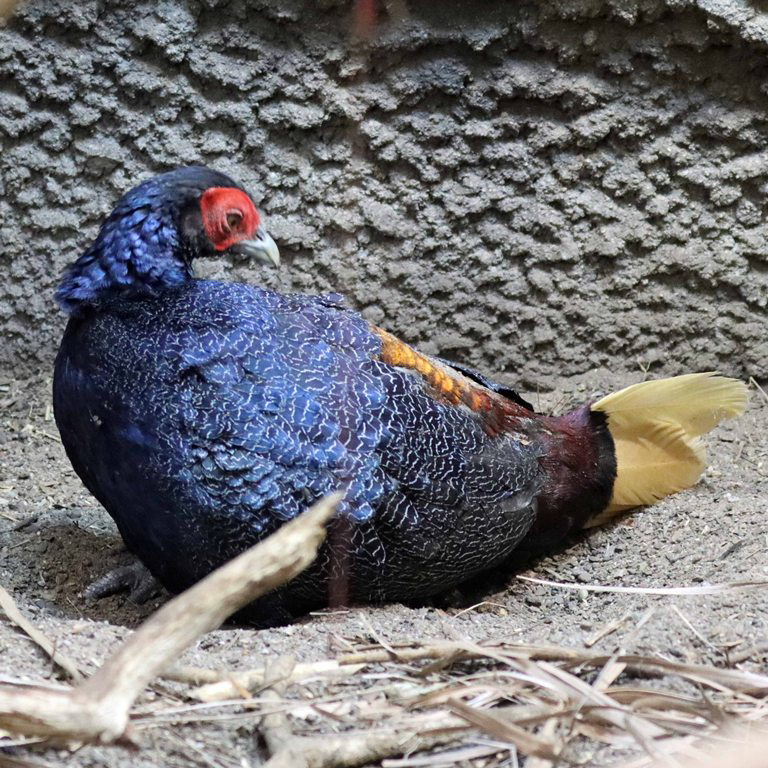 Malayan Crestless Fireback