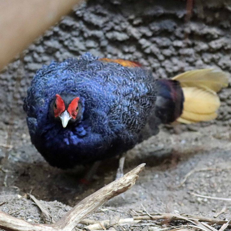 Malayan Crestless Fireback