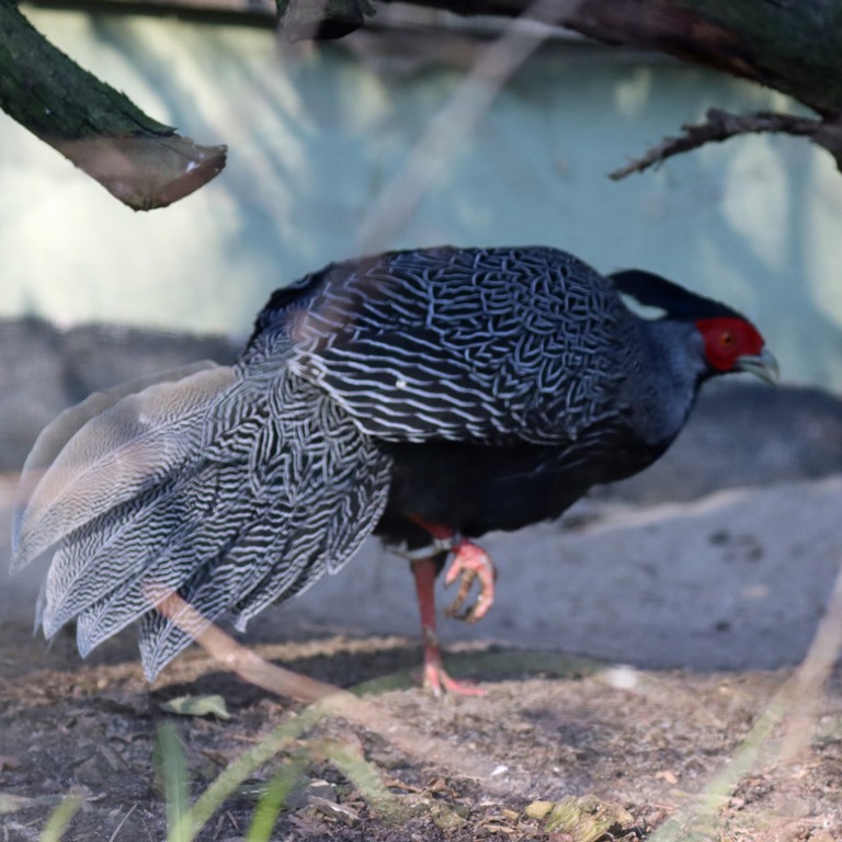 Lewis Silver Pheasant