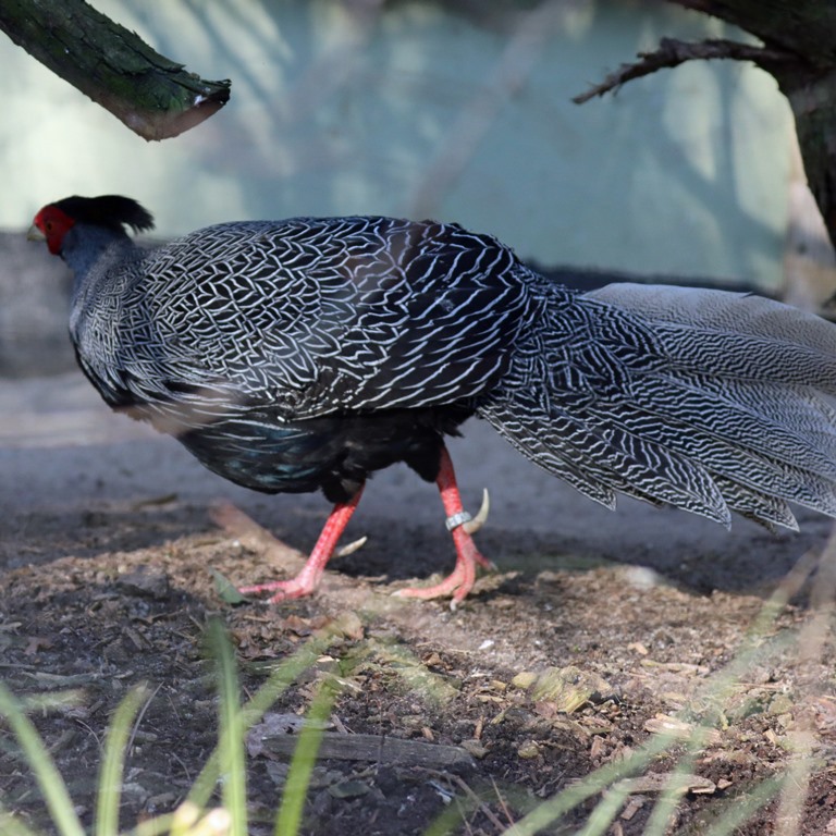 Lewis Silver Pheasant