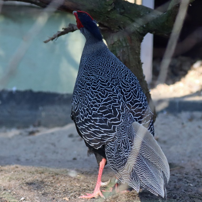 Lewis Silver Pheasant