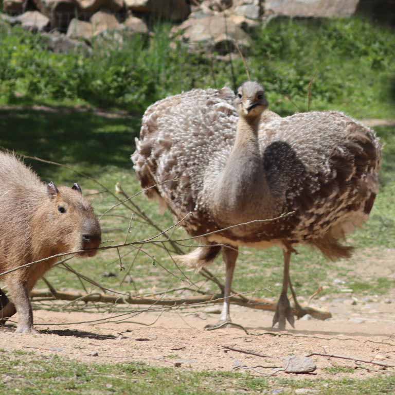 Darwin's Rhea chasing capybara