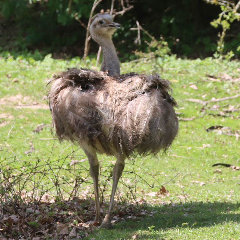 Lesser Rhea rear