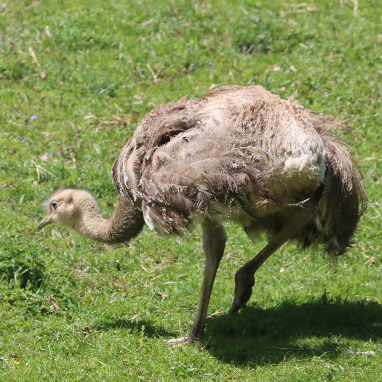 Darwin's Rhea rear