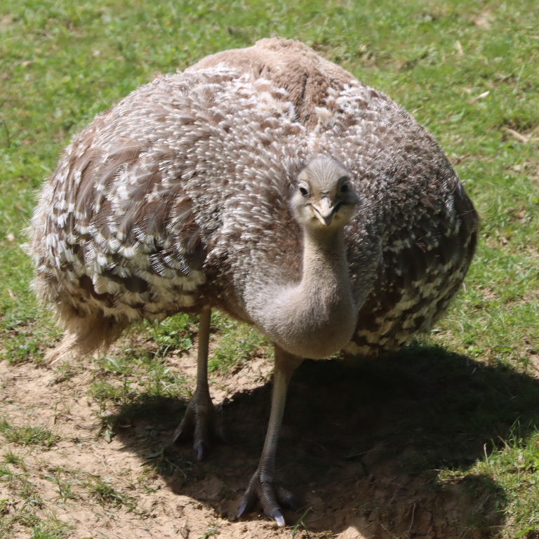 Lesser Rhea