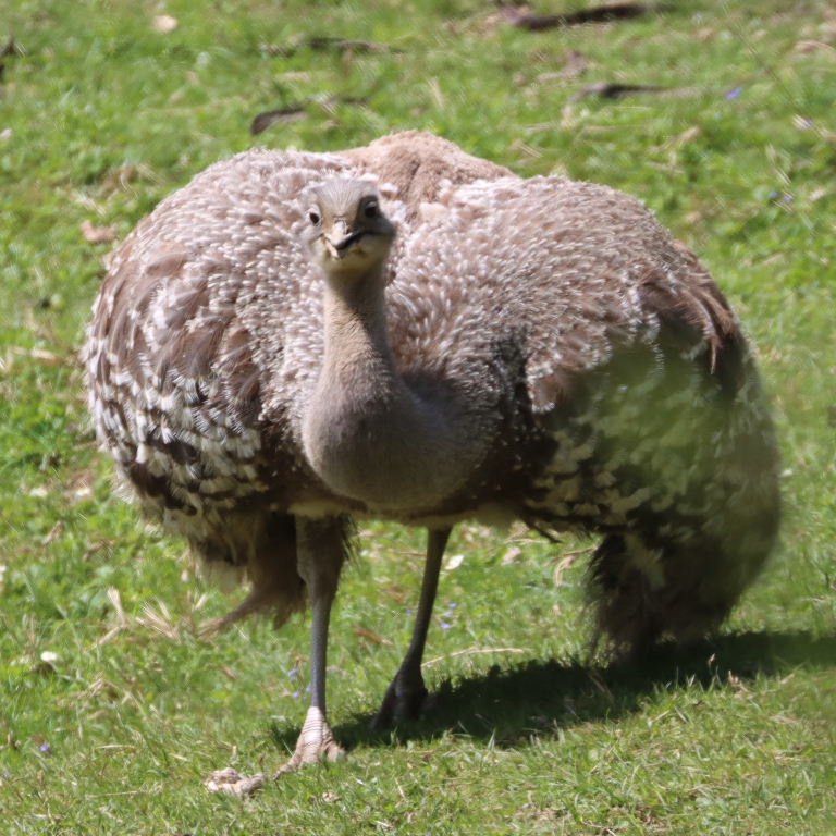 Darwin's Rhea