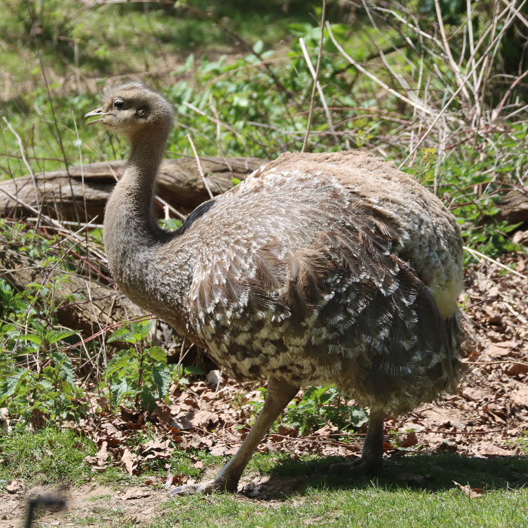 Darwin's Rhea