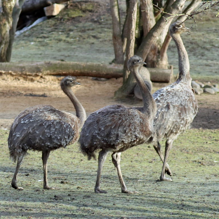 Darwin's Rhea