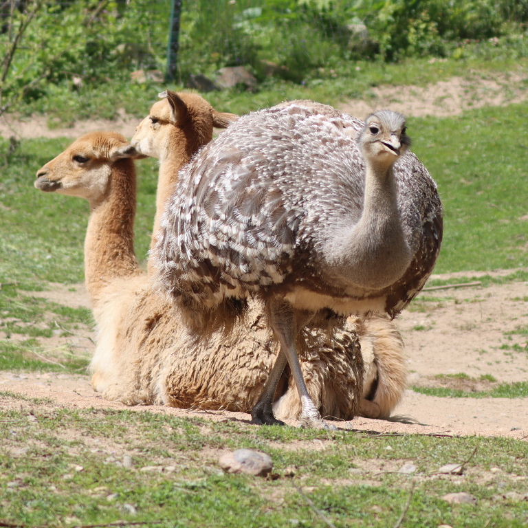 Darwin's Rhea with vicunas