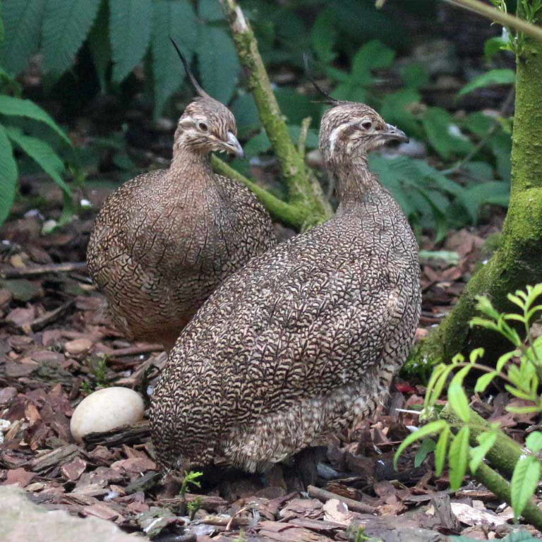 Solitary Tinamous with egg